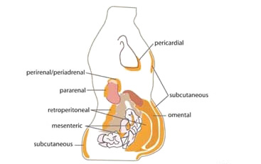 Excess visceral abdominal fat can increase insulin resistance