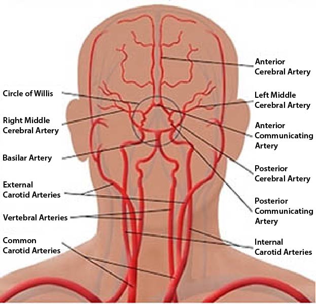 Illustration showing the cerebral vascular system.